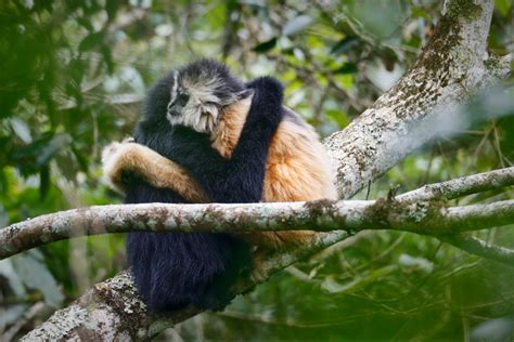 Rare gibbon from Guangxi captured in photos - Chinadaily.com.cn