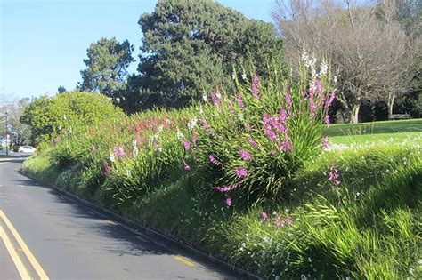 Spring flowers in Auckland Domain - Explore topics - Auckland War ...