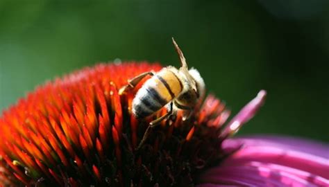 What adaptations does the honey bee need to survive? | eHow UK