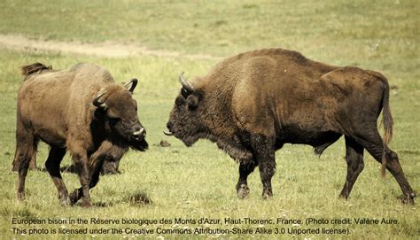 European Bison | Turner Endangered Species Fund