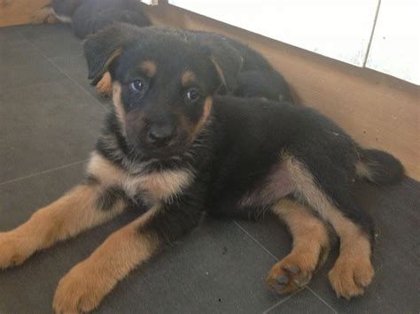 German shepherd x Rottweiler puppies | Barry, Vale of Glamorgan ...