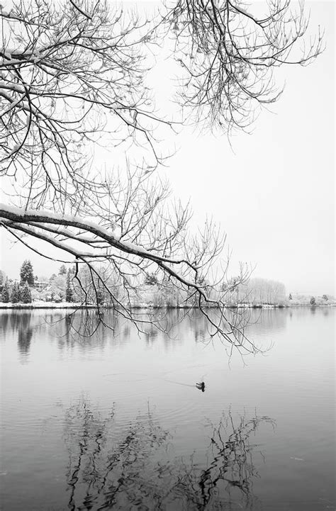 Bird and Branches at Green Lake Park Photograph by William Dunigan - Pixels