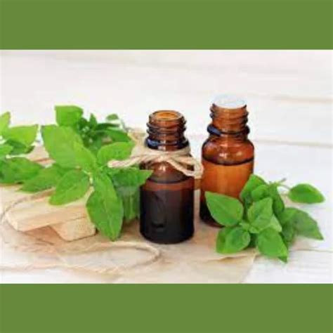 Holy Basil oil, Packaging Size: 25-180 kg, 100% Pure at Rs 8900/kg in Ghaziabad