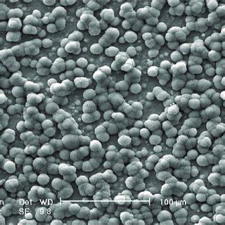 (PDF) Synthesis and In vitro Evaluation of Electrodeposited Barium Titanate Coating on Ti6Al4V