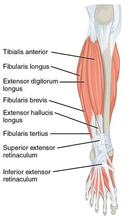 Basic Foot and Ankle Anatomy - Muscles and Fascia - Physiopedia