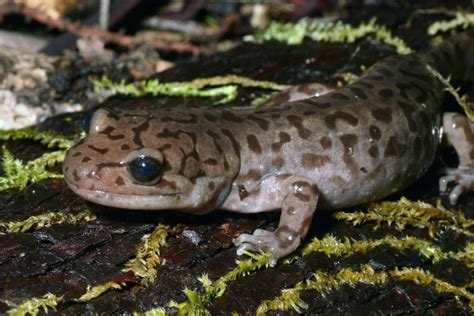 Pacific Giant Salamander Teeth