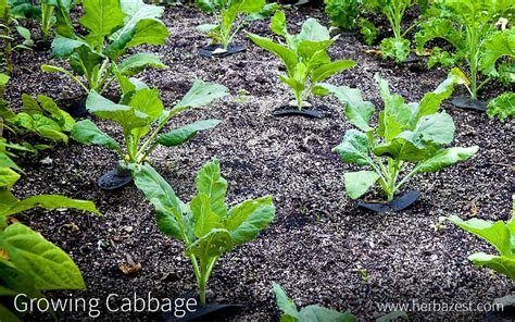 Growing Cabbage | HerbaZest