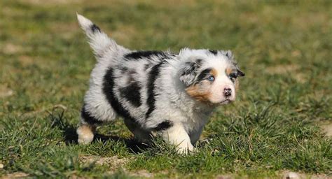 English Shepherd vs Australian Shepherd - Breed Comparison