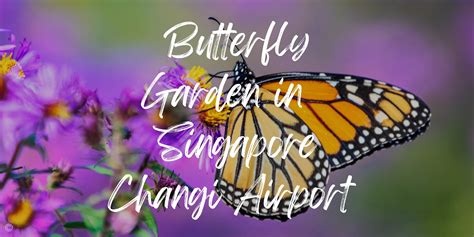 Butterfly Garden Changi Airport: A Breathtaking Oasis in a Bustling Hub - Travels With Missy