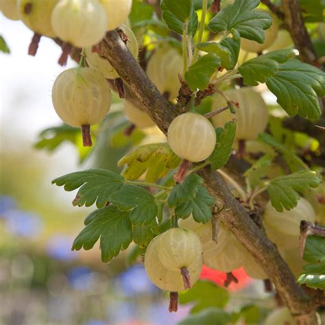 Ribes uva crispa 'Invicta' - Stachelbeere 'Invicta'