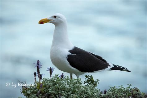 Urban wildlife – Nature on the Edge