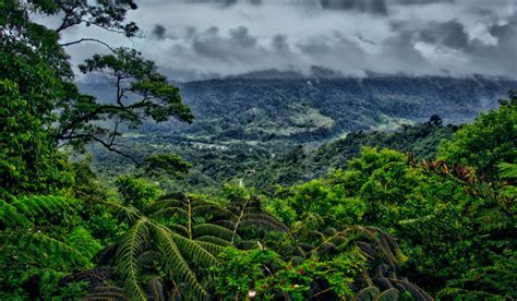 AMAZONAS (selva) | Ubicación, características, clima y vegetación