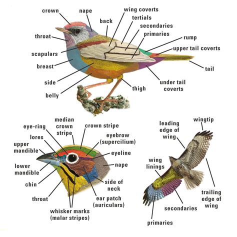 Bird body parts. Very helpful when taking notes (which I strongly advise you to do as it really ...