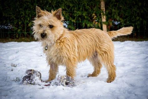 Cairn terrier: Dog breed characteristics & care