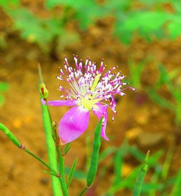 Flora in Kanha National Park