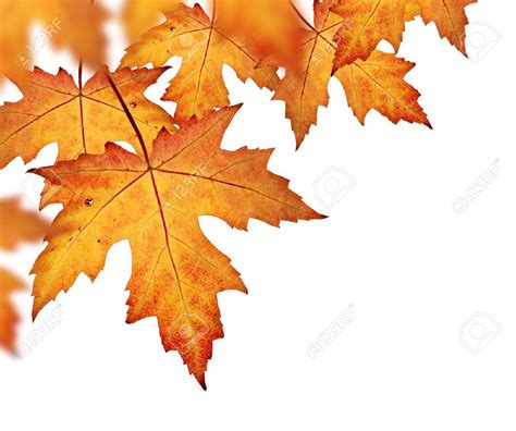 Orange Fall Leaves Border, Isolated On A White Background Stock ...