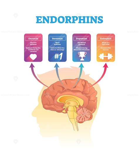 Endorphins vector illustration - VectorMine