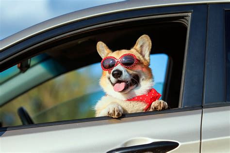 Dog Car Accessories to Keep Your Pup Safe and Comfortable