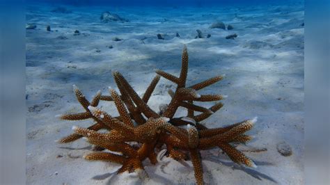 Acropora cervicornis Staghorn Coral