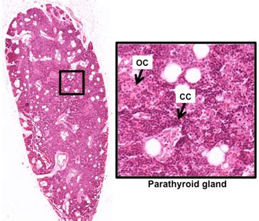 Parathyroid Gland Histology