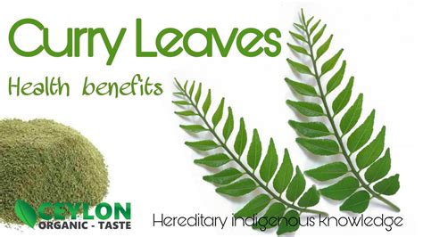 10 Natural Benefits of Curry Leaves - Ceylon Organic Taste