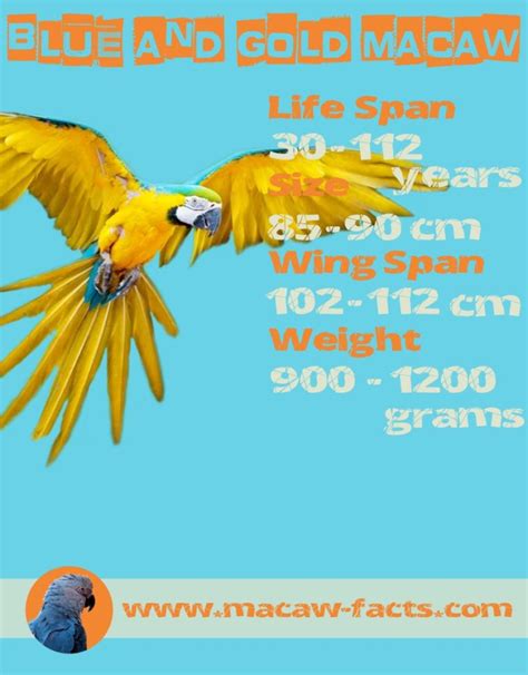 Blue and gold macaw lifespan weight size wingspan – Macaw Facts