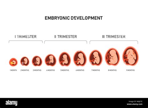 Pregnancy fetal foetus development . Embryonic month stage growth month by month cycle from 1 to ...