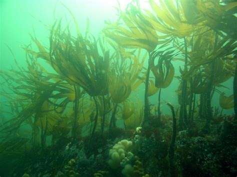 Cuvie (Laminaria hyperborea) kelp forest swaying gently in the tide beneath historic Fast Castle ...