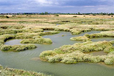 Plants found on salt marshes - Virily