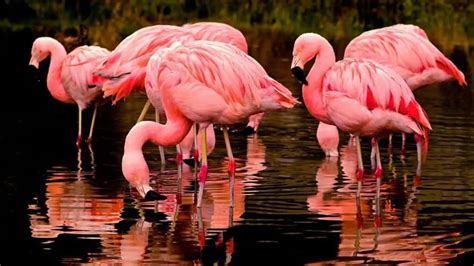 Can You Own A Flamingo As Pet? Is It Legal? Everything You Need To Know!