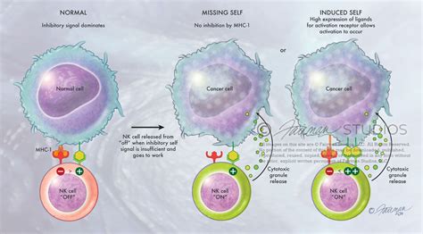 Natural Killer Cells - Fairman Studios