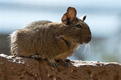 Degu Facts - Animal Facts Encyclopedia