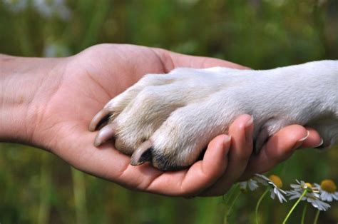 Pet Funeral Service To Begin | Fukuoka Now