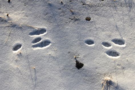 Identifying Animal Tracks in Snow – 5 Common Backyard Species ...