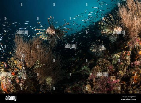 Coral reef scenery Stock Photo - Alamy