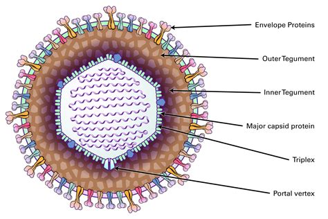 Herpesviridae (Herpes) | LSBio