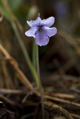 Alaska Violet | Viola langsdorfii NPS / Jacob W. Frank | Denali ...