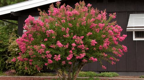 Crape Myrtle Diseases & Insect Pests | TreeNewal