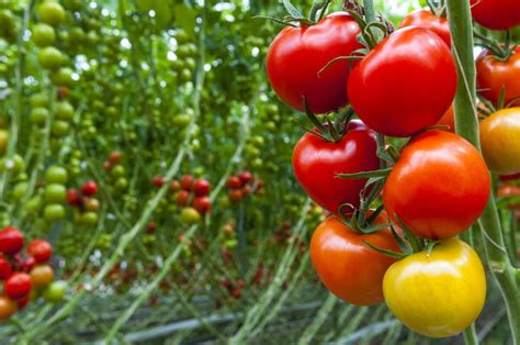 TIPS FOR NEW TOMATO GROWERS | Kellogg Garden Products