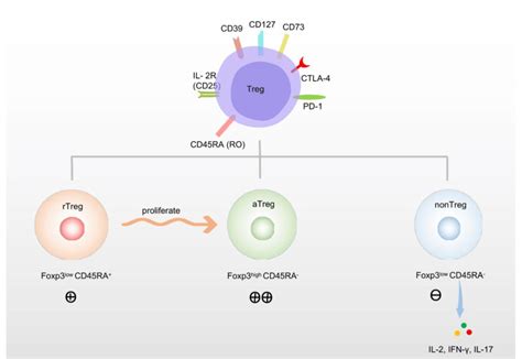 Surface markers and classification of regulatory T cells (Tregs). Tregs ...