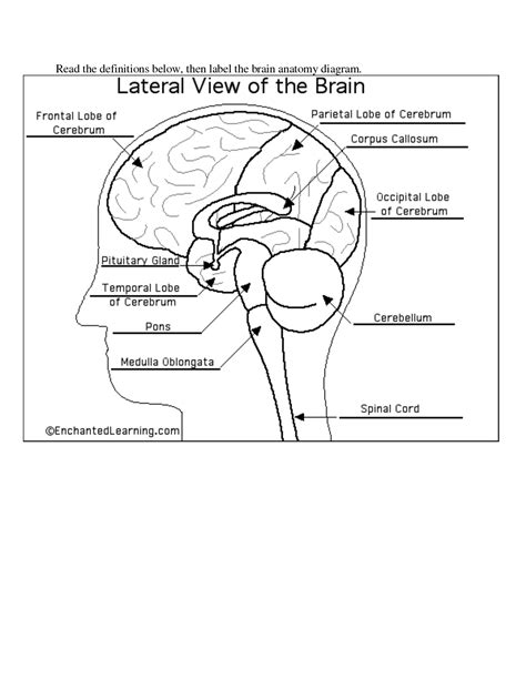 12 Brain Diagram Worksheet For Kids / worksheeto.com