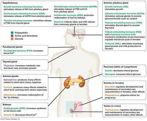 Endocrine glands - Tell me what the book left out