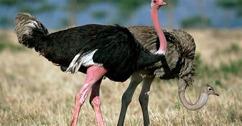 Interesting facts about Ostrich, heaviest & tallest bird in the World