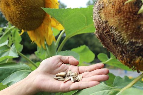 When to harvest sunflower seeds - kizaimg