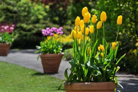 Tulip in pots, 5 steps for guaranteed success in a pot or planter