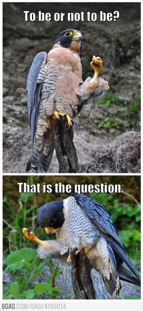 Falcon Shakespeare | Funny animal memes, Funny animals, Animal captions