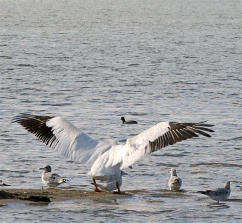 Pelican Wingspan by ctjohnson58 on DeviantArt