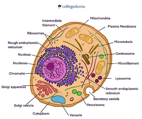 Animal Cell: Structure, Diagram, Functions & Types