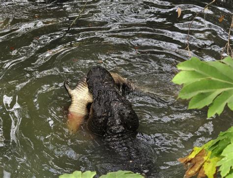 Alligator with prey animal stock photo. Image of alligator - 27243336