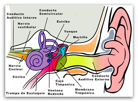 Aprende sobre los Huesos del Oído y sus funciones